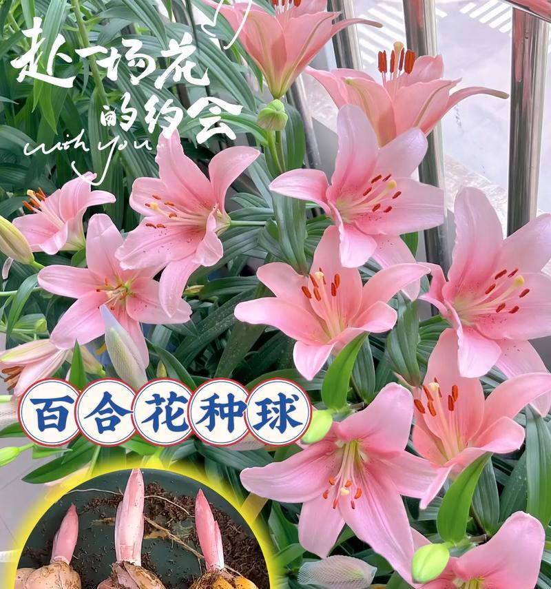 白荷的花语是什么？它有什么特别的含义？