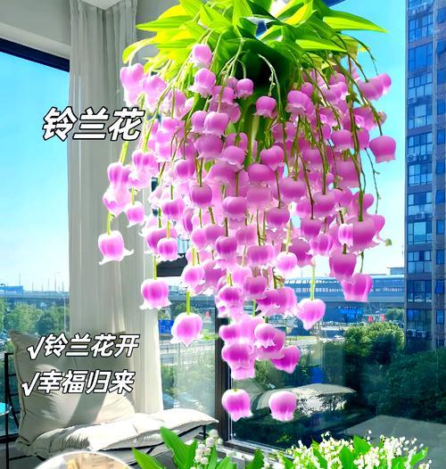 四季米兰香水的花语代表什么？