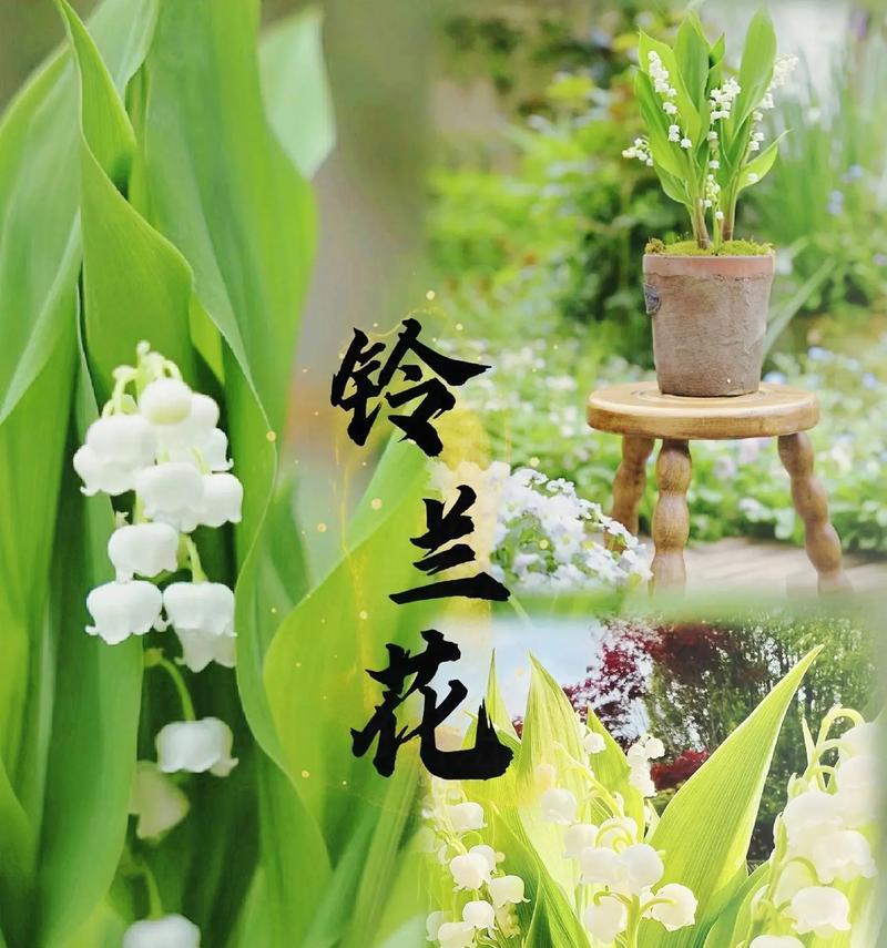 四季米兰香水的花语代表什么？