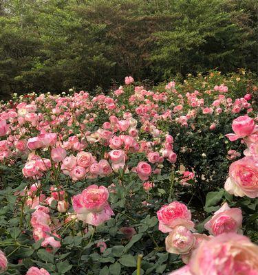 春天里哪种玫瑰花最吸引人？