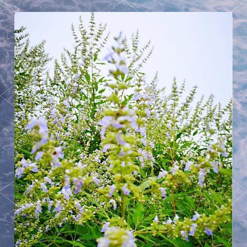 黄荆与荆条的花语有何不同？各自代表什么？