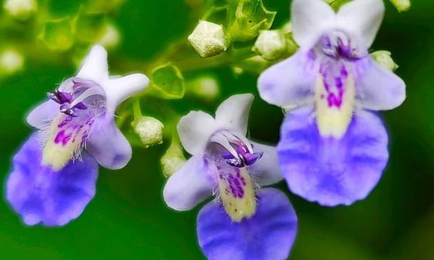 黄荆与荆条的花语有何不同？各自代表什么？