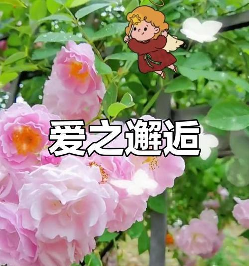 粉蔷薇代表什么情感和意义？