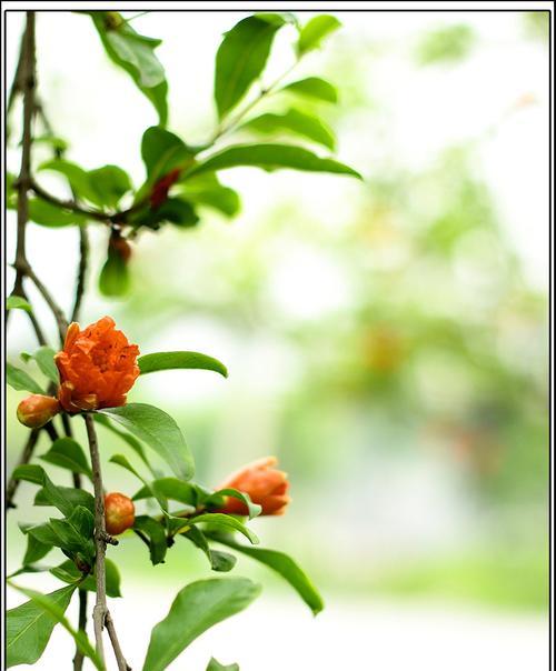 六月九号的花语有何特殊含义？