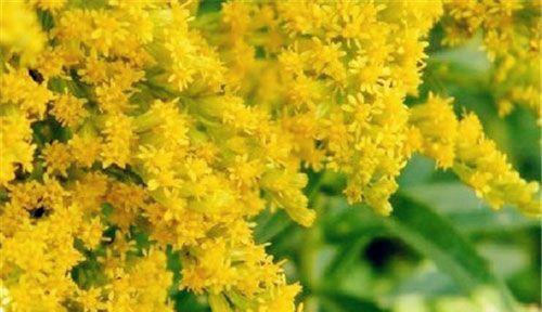 六月九号的花语有何特殊含义？