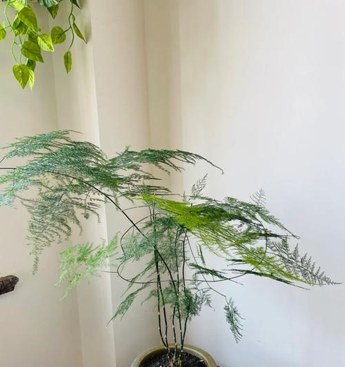 文竹的花语象征着哪种精神？它传递了怎样的信息？