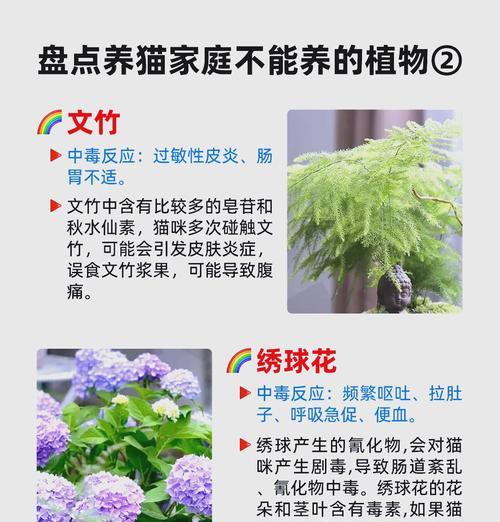 文竹的花语象征着哪种精神？它传递了怎样的信息？