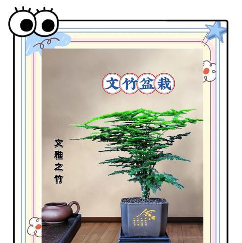 文竹的花语象征着哪种精神？它传递了怎样的信息？