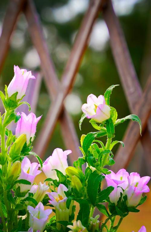 风铃花不同花色的花语是什么？风铃花花语有哪些区别？