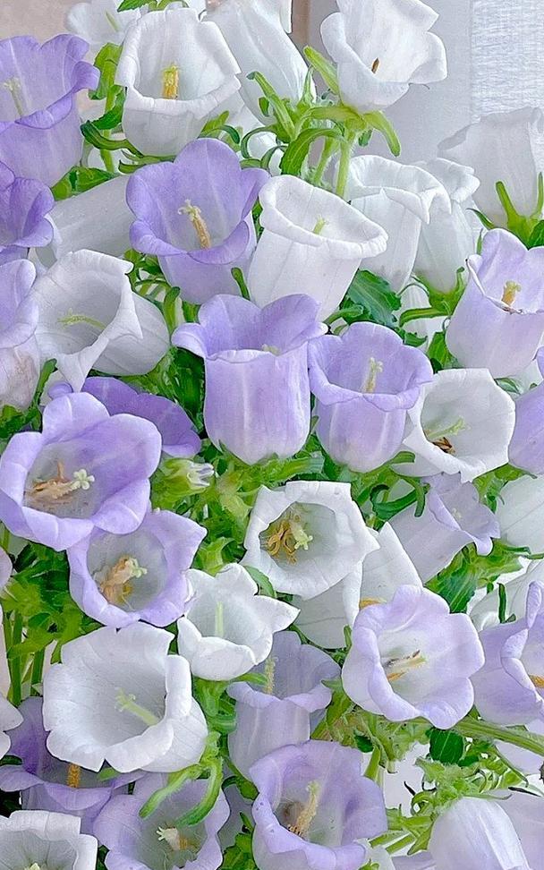 风铃花不同花色的花语是什么？风铃花花语有哪些区别？
