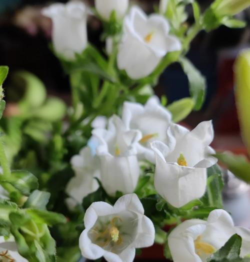 风铃花不同花色的花语是什么？风铃花花语有哪些区别？