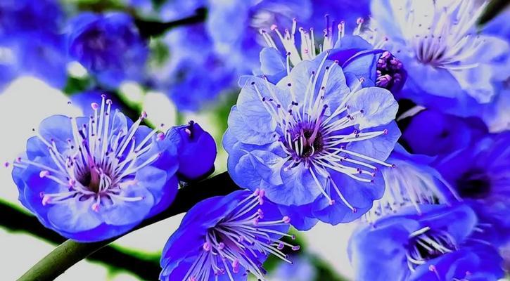 梅花的花语有哪些品种特点和功效？