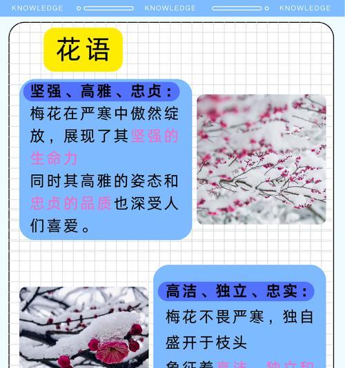 梅花的花语有哪些品种特点和功效？