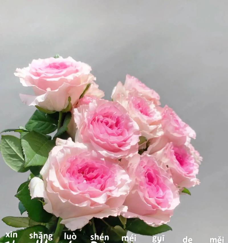 落地玫瑰的花语代表什么？