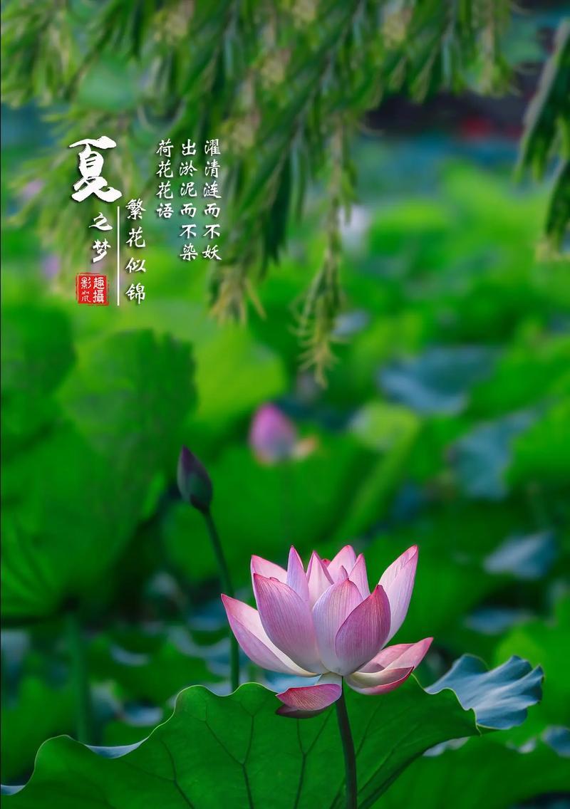 28号代表的花语有哪些？