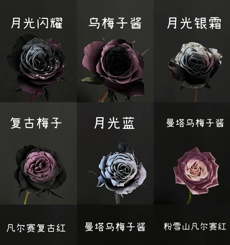 玫瑰花颜色不同代表什么？含义是什么？