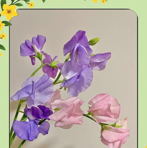 笑你不懂豌豆的花语是什么？如何理解豌豆花的深层含义？