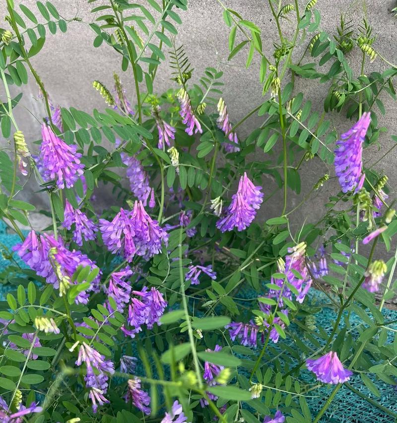 笑你不懂豌豆的花语是什么？如何理解豌豆花的深层含义？