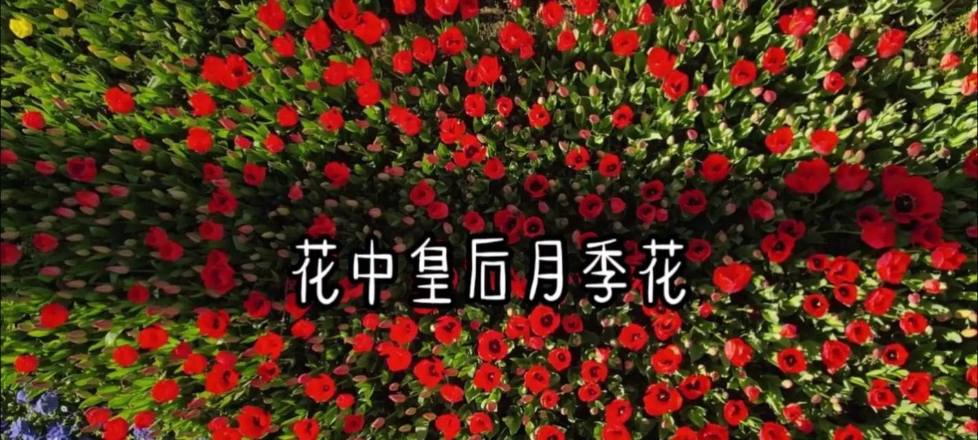 哪种花代表了友谊和相逢？花语是什么？