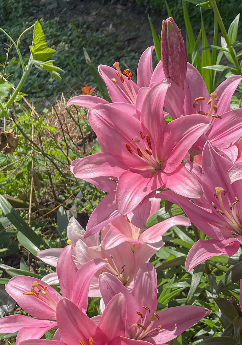 无用的爱情花语代表什么？如何理解其深层含义？