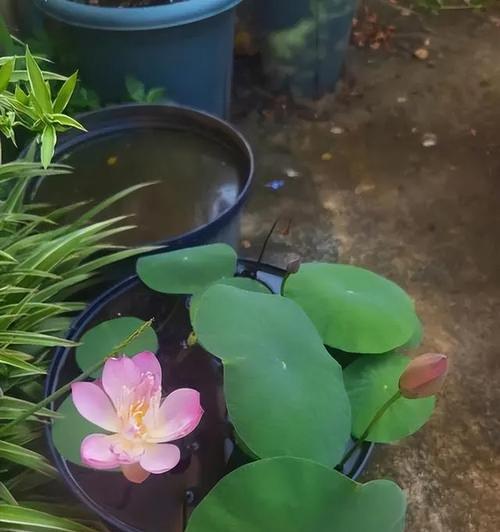 告别朋友时应该选择哪种花？