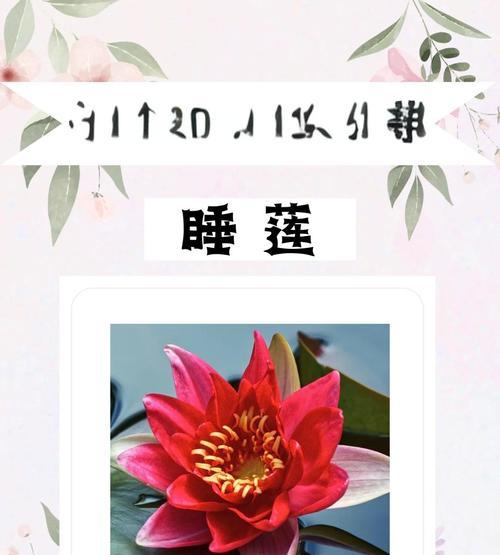 哪种花的花语象征着曙光？它传递了怎样的希望？
