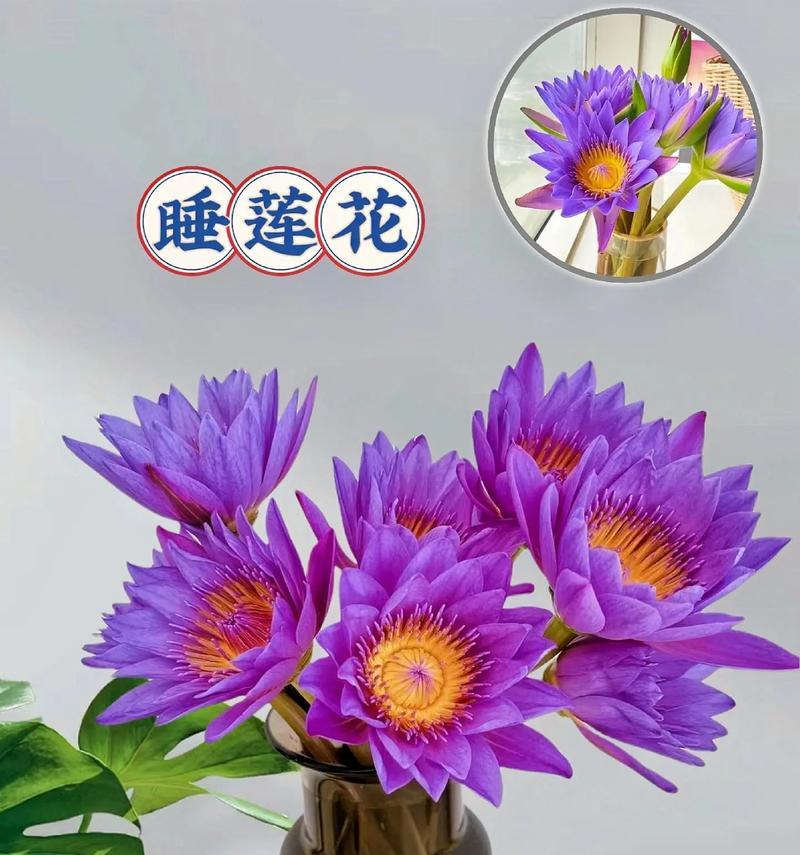 哪种花的花语象征着曙光？它传递了怎样的希望？