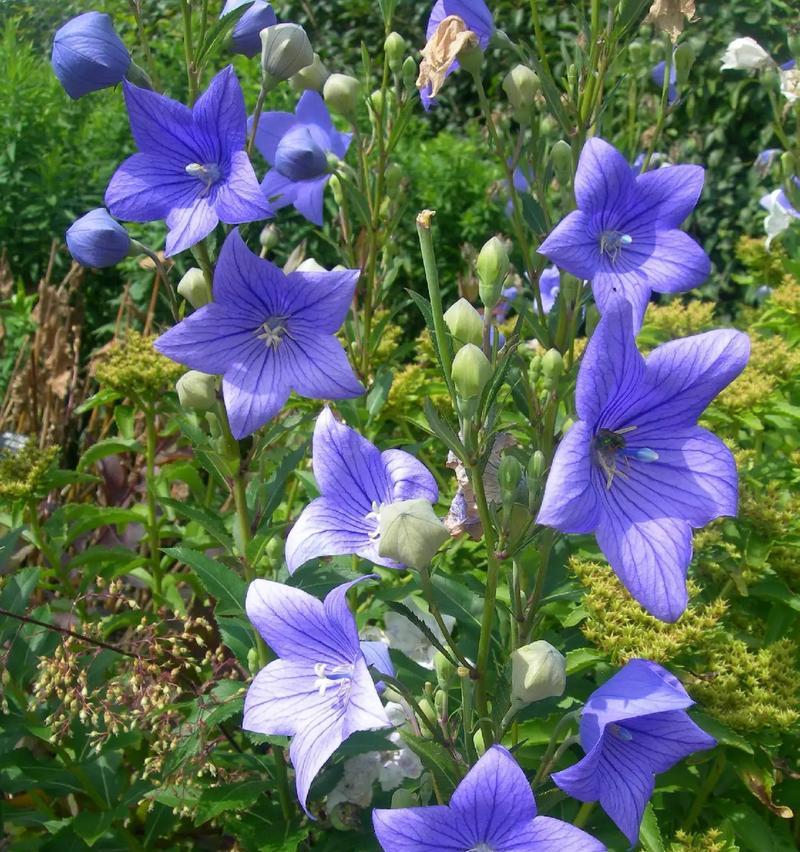 小花束桔梗的花语是什么？桔梗花寓意有哪些？
