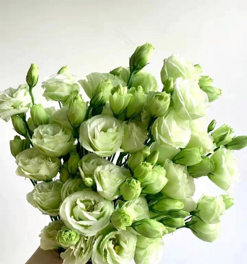 小花束桔梗的花语是什么？桔梗花寓意有哪些？