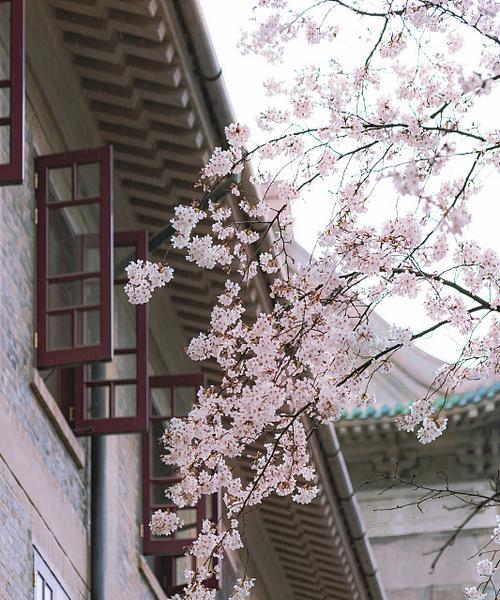 雨中樱花代表了什么？