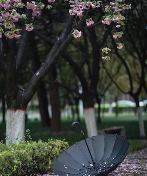 雨中樱花代表了什么？