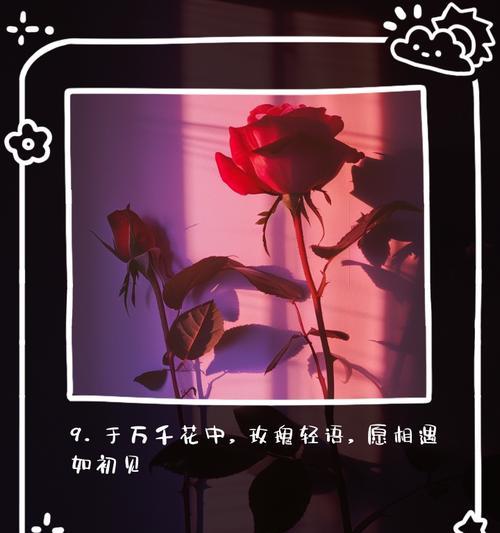 好玫瑰传递了哪些花语信息？