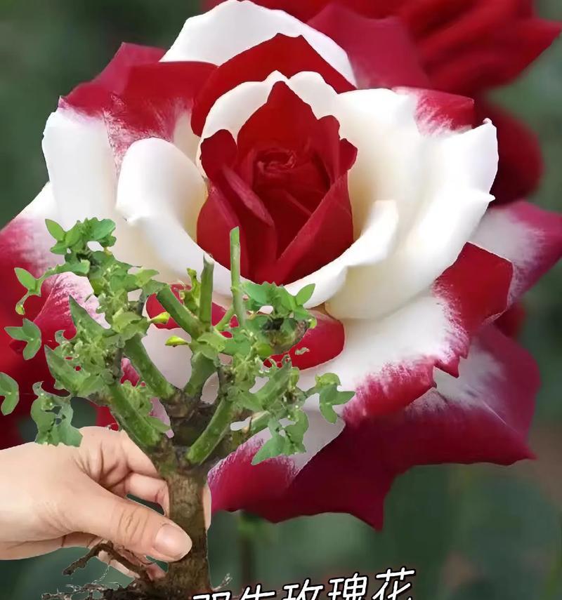 朋友送玫瑰花的含义是什么？