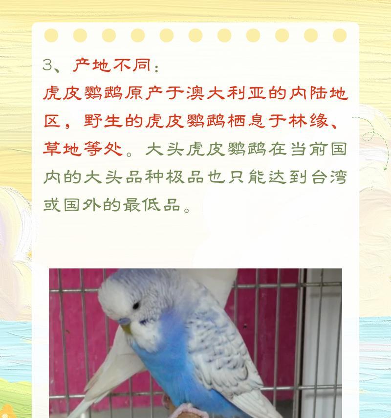 鹦鹉花语与哪种鸟类相关？