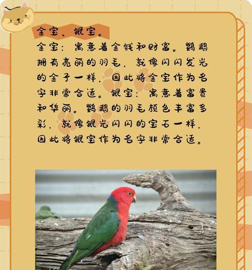 鹦鹉花语与哪种鸟类相关？