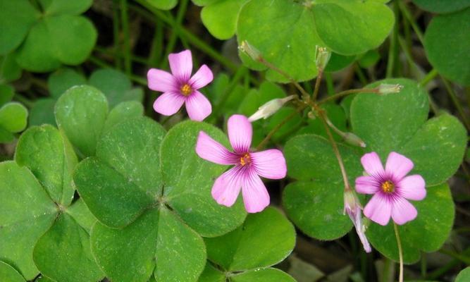 苜蓿花蕊的花语是什么？代表了什么？