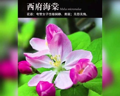 绿色海棠花语传递了哪些情感？