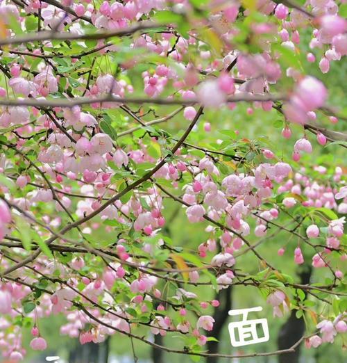 绿色海棠花语传递了哪些情感？