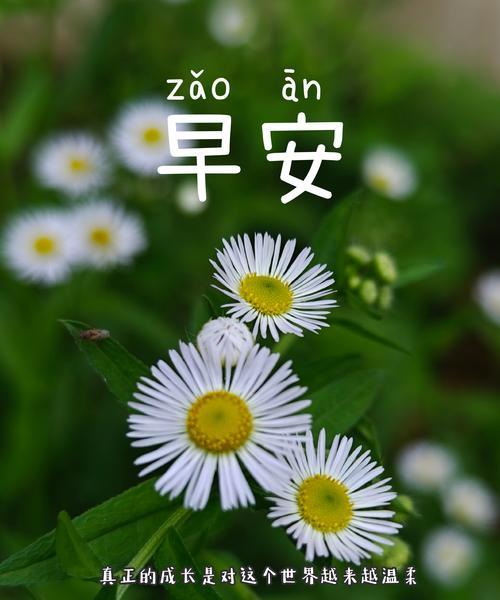 绿色海棠花语传递了哪些情感？