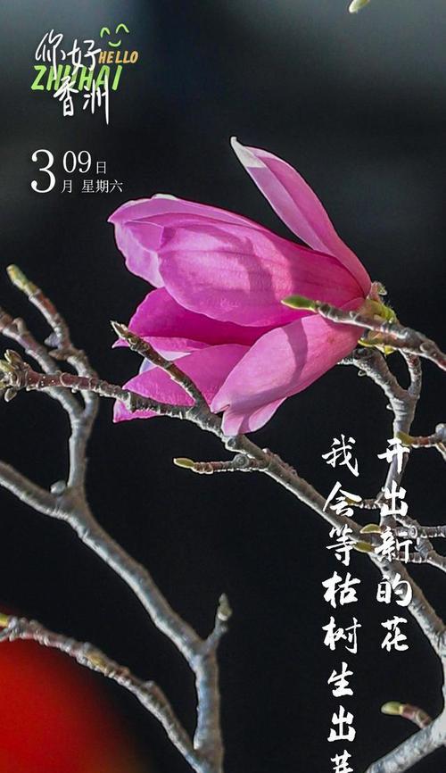 枯树的花语代表什么？为什么枯树会有花语？