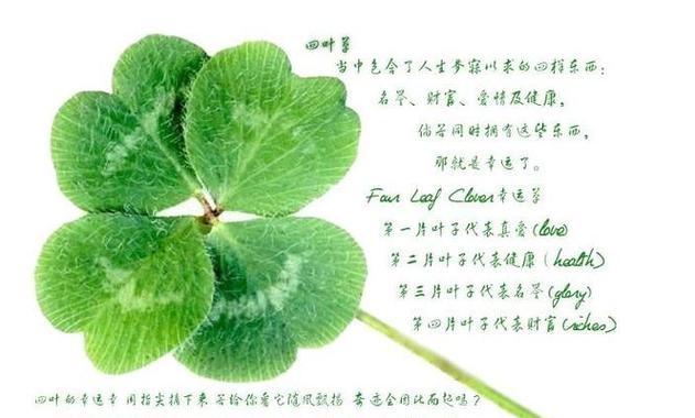 默默消失的花语代表什么含义？