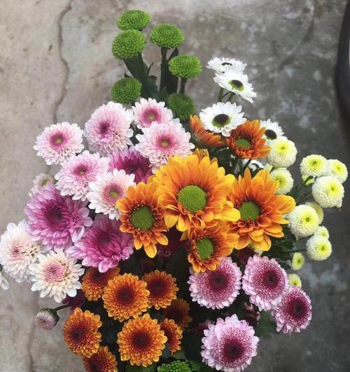 不同颜色的雏菊花语有何不同？雏菊的花语有哪些变化？