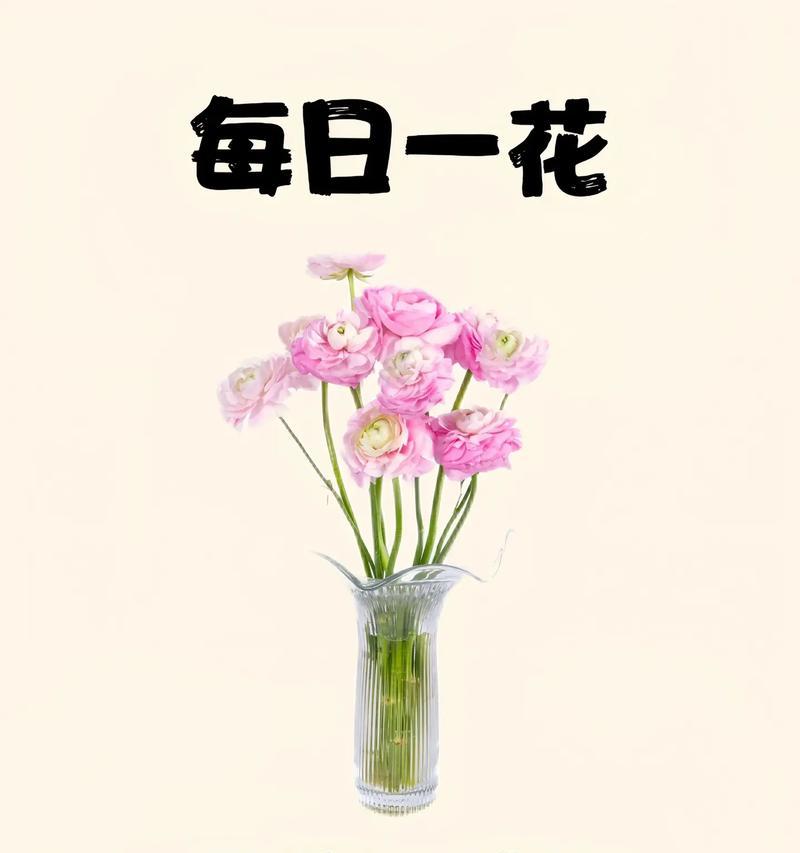 牡丹粉的花语有哪些？它寓意着什么？
