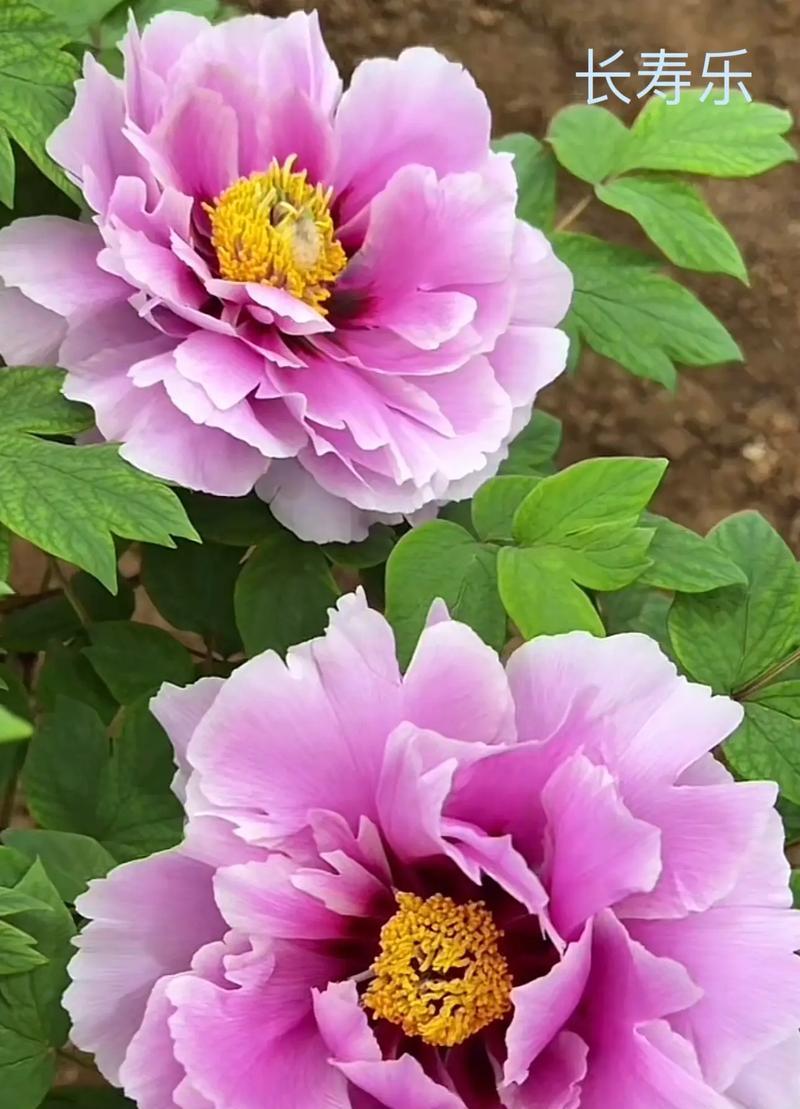 牡丹粉的花语有哪些？它寓意着什么？