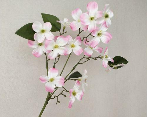 道具鲜嫩花语代表什么含义？