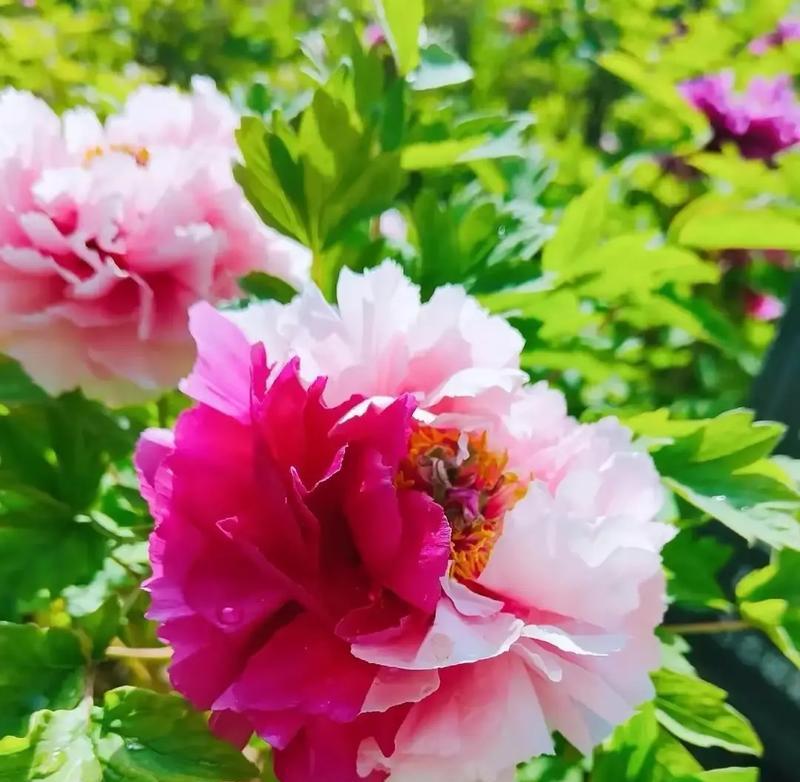 花语缠配紫瑶指的是哪种花？它有什么特别的花语？