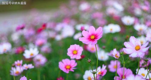 纯属好奇的花语代表什么？哪种花的花语最能表达好奇心？