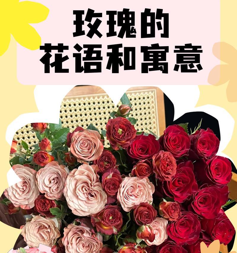 玫瑰的新花语是什么？有何新意？