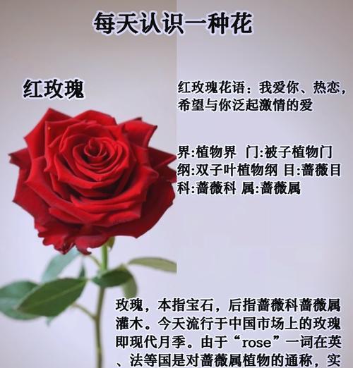 玫瑰的新花语是什么？有何新意？