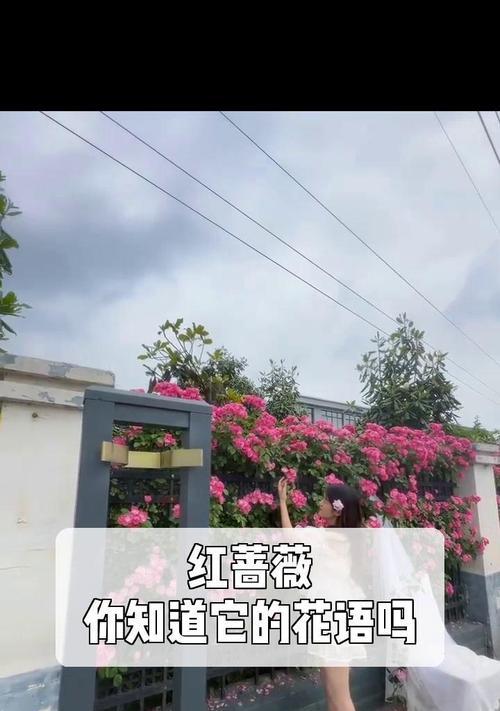 大蔷薇的花语代表什么含义？